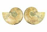 Cut & Polished, Crystal-Filled Ammonite Fossil - Madagascar #296439-1